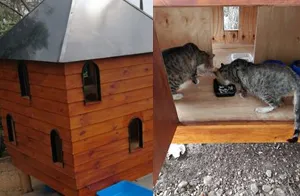 not-just-a-pretty-face-suncoast-casino-protects-local-feral-cat-population