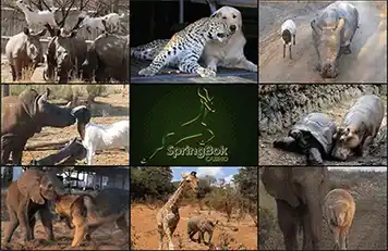 celebrate-unusual-animal-friendship-day-at-springbok-casino.png