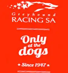 South Africa mulls Re-Introduction Of Greyhound Racing